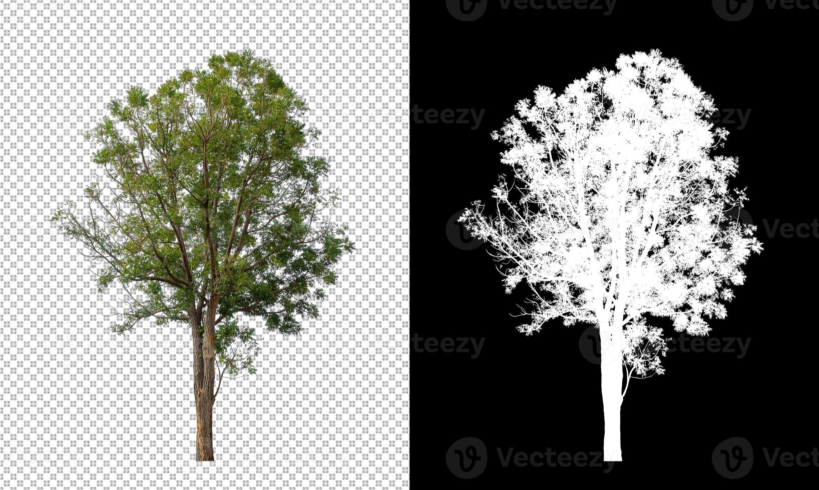 árbol aislado sobre fondo transparente con trazado de recorte y canal alfa foto