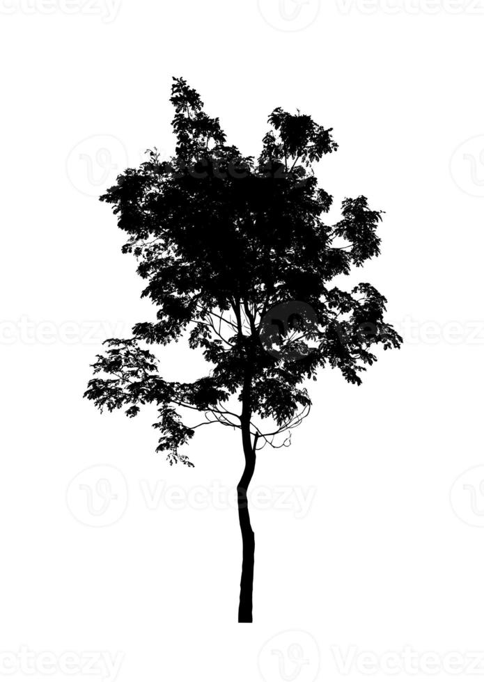 Tree silhouette for brush on white background photo