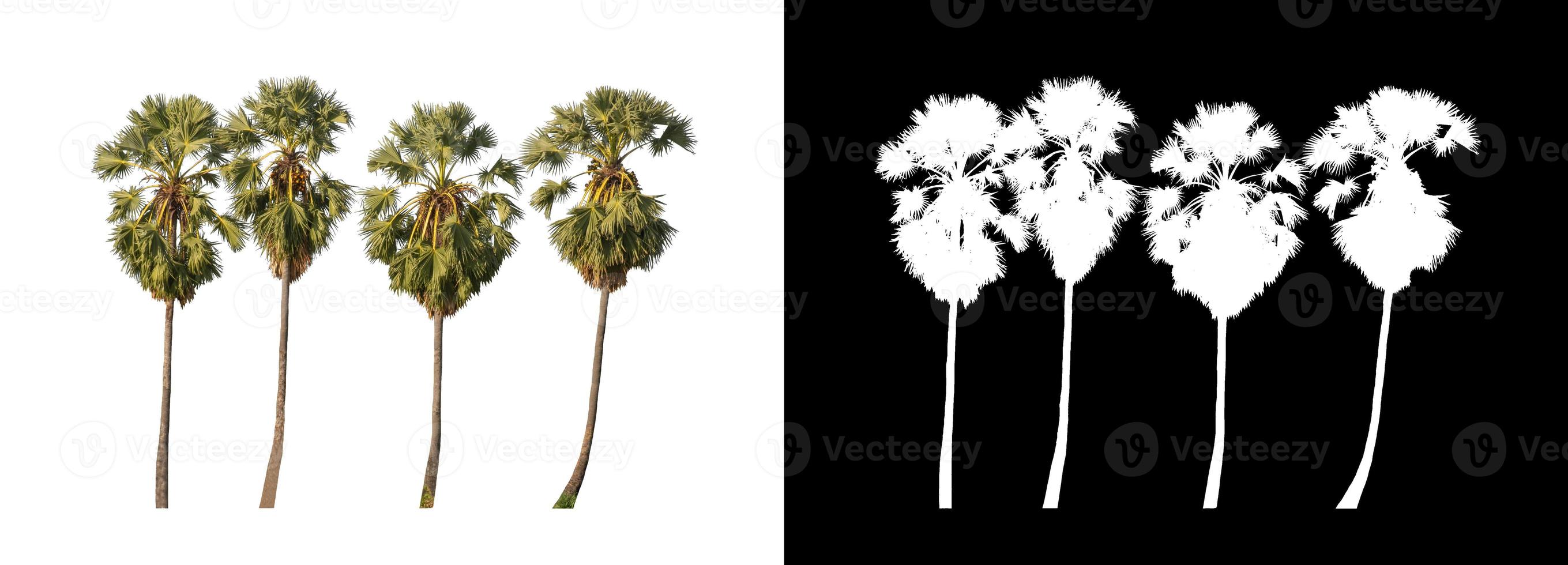 sugar palm that are isolated on a white background are suitable for both printing and web pages photo