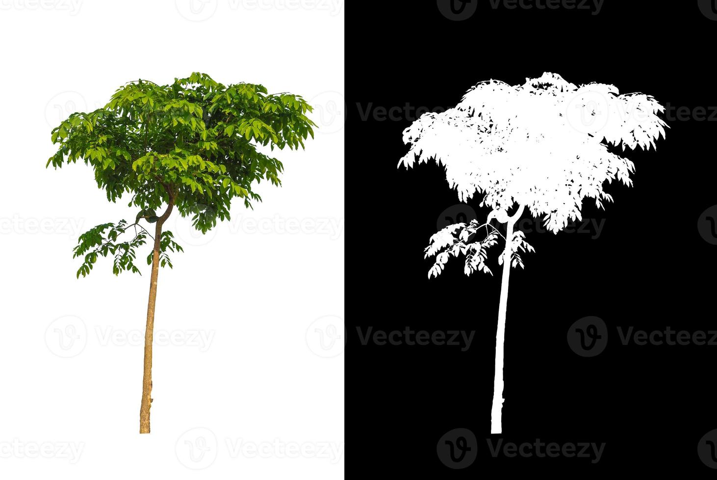 single tree with clipping path and alpha channel on black background photo