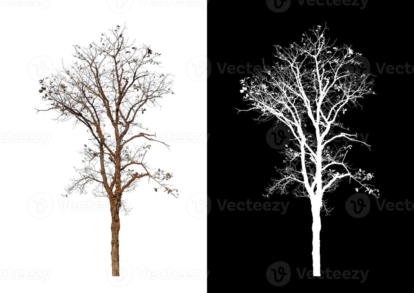 single tree with clipping path and alpha channel on black background photo