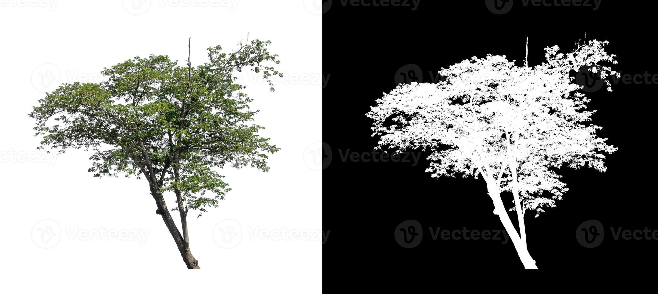 árbol sobre fondo de imagen transparente con ruta de recorte, árbol único con ruta de recorte y canal alfa foto