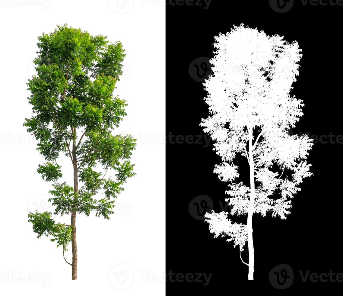 Tree isolated on a white background with clipping path and alpha channel photo