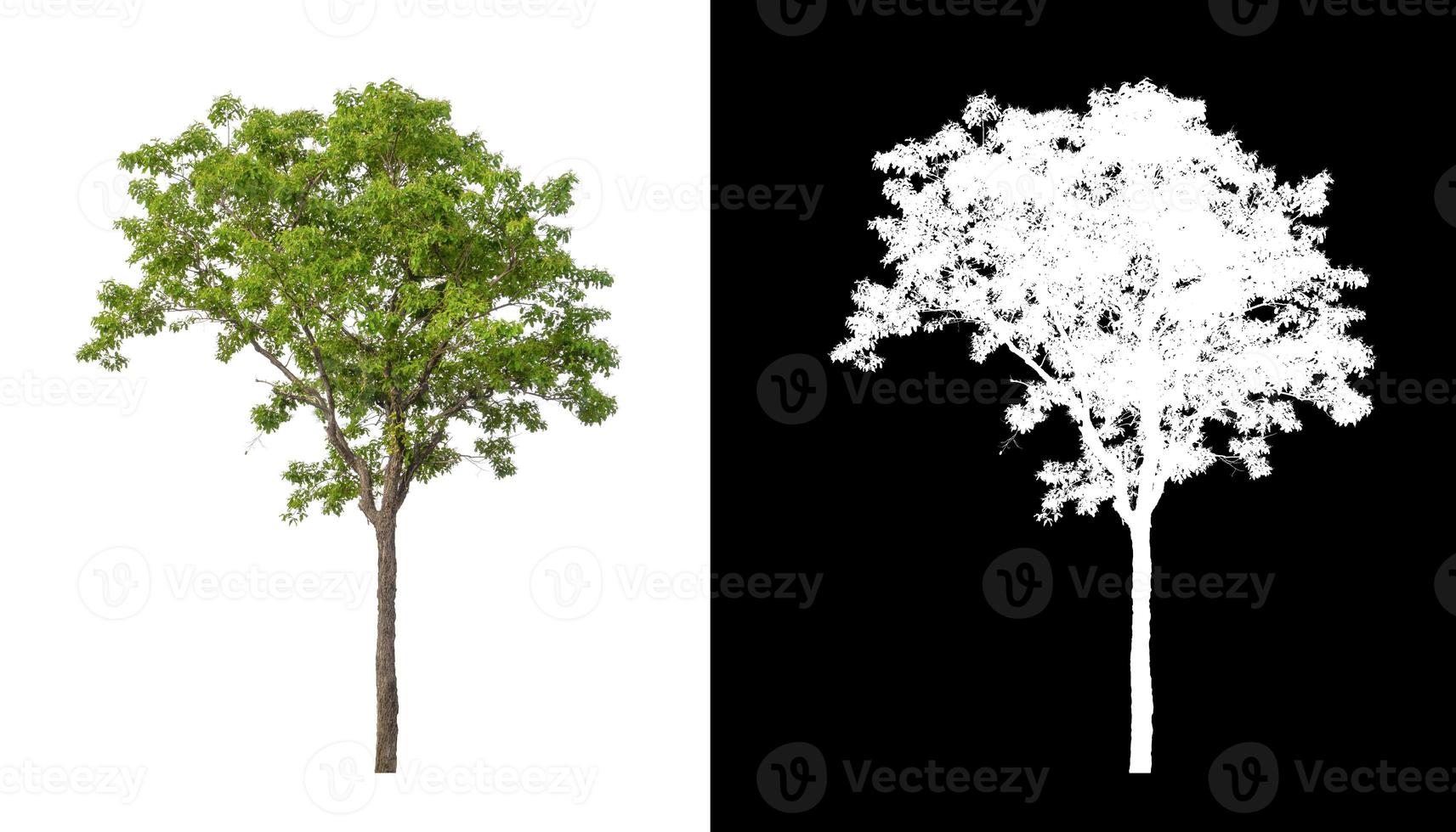 Tree isolated on a white background with clipping path and alpha channel photo