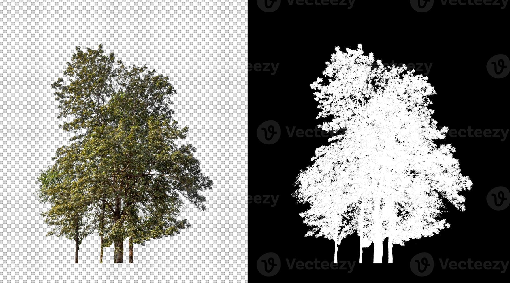 Isolated trees on transparent background with cut path and alpha channel. photo