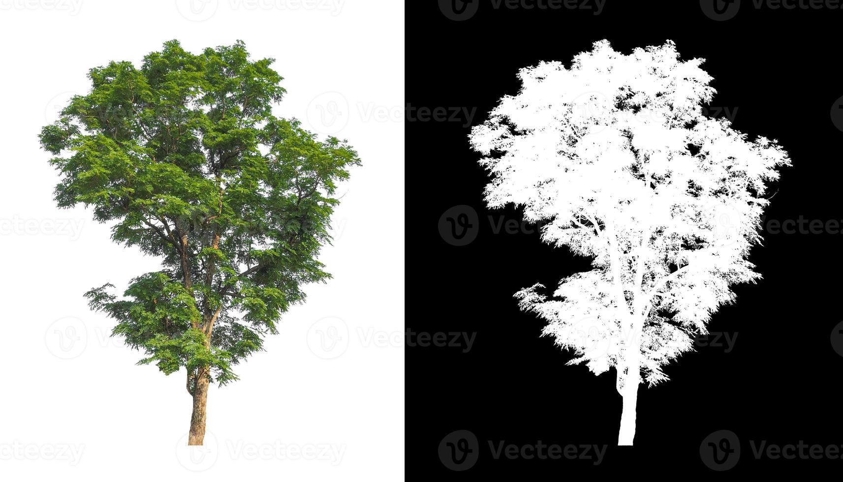 Tree isolated on white background with clipping path and alpha channel photo