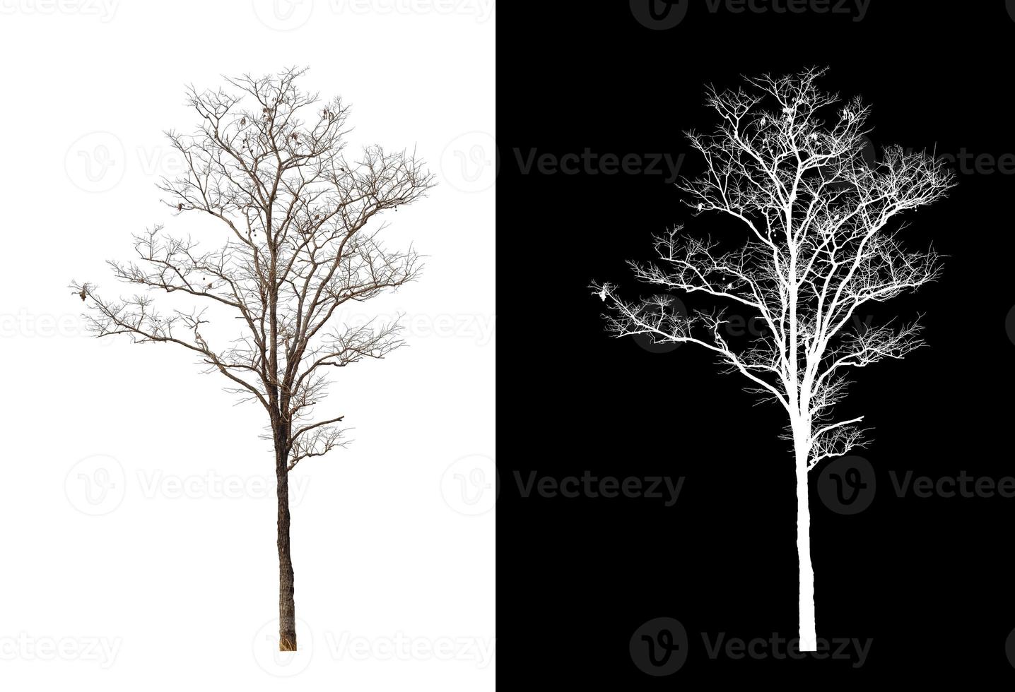dead tree isolated on white background with cut path and alpha channel photo