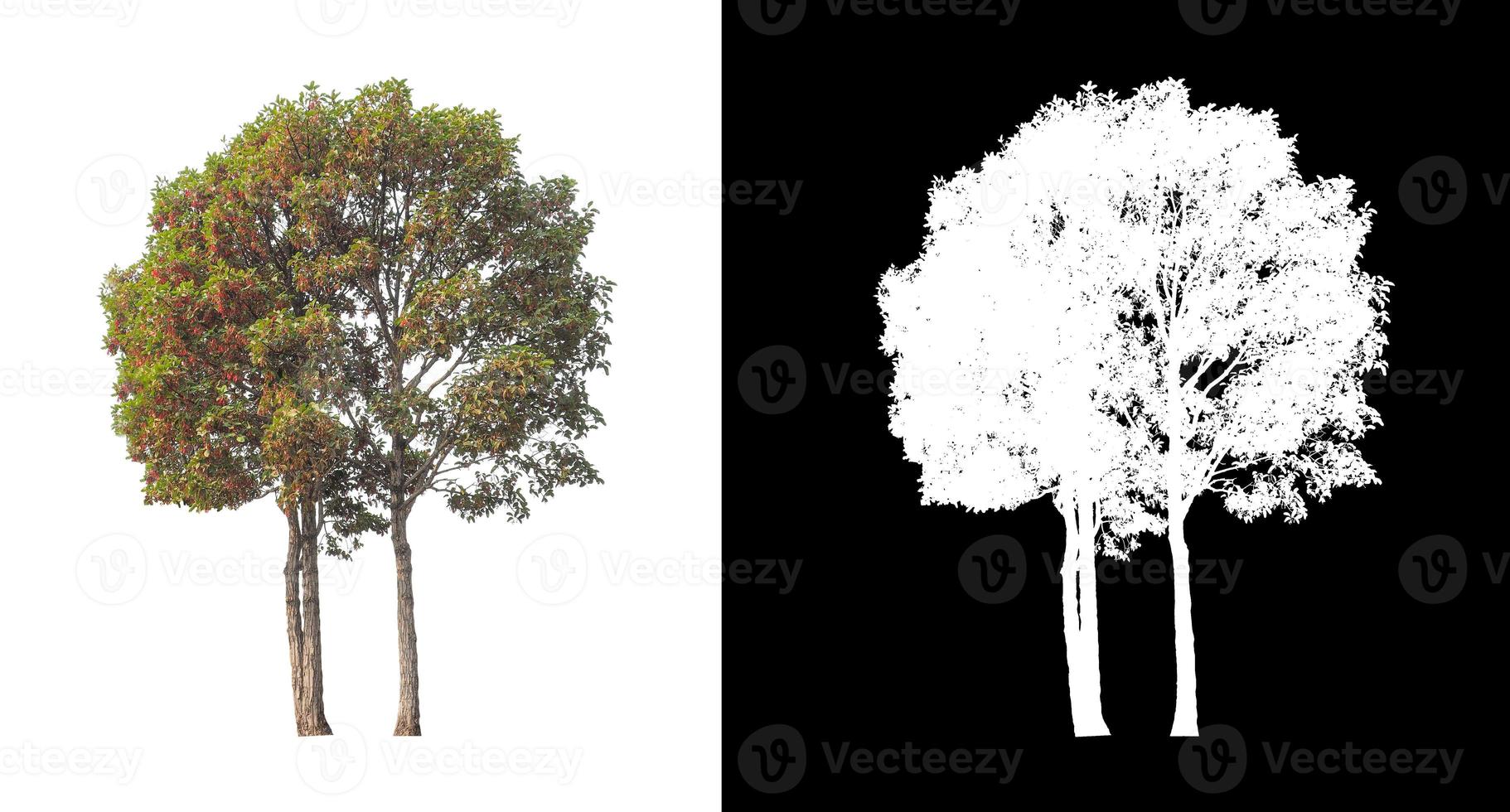 single tree with clipping path and alpha channel on black background photo