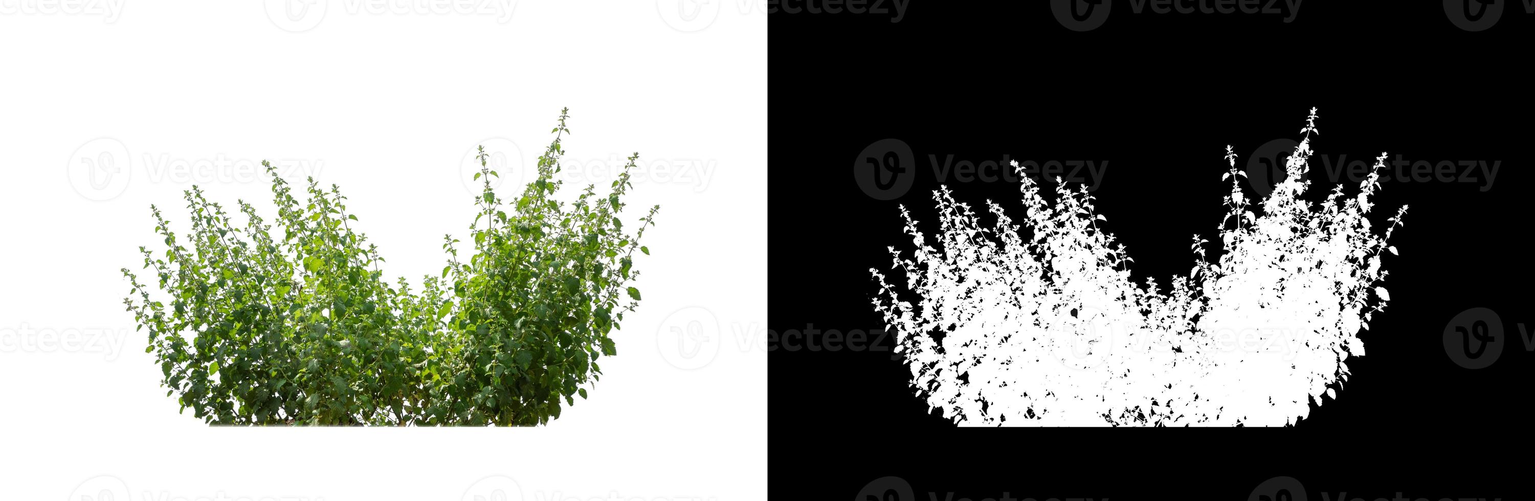 Clump  grass isolated on white background with clipping path and alpha channel photo