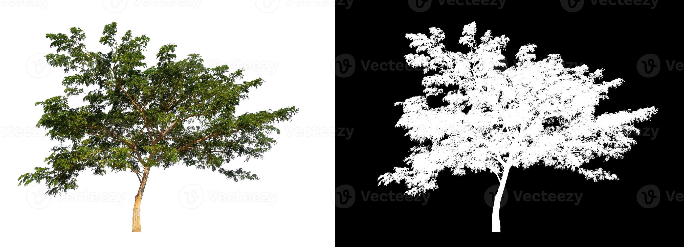 single tree with clipping path and alpha channel on black background photo