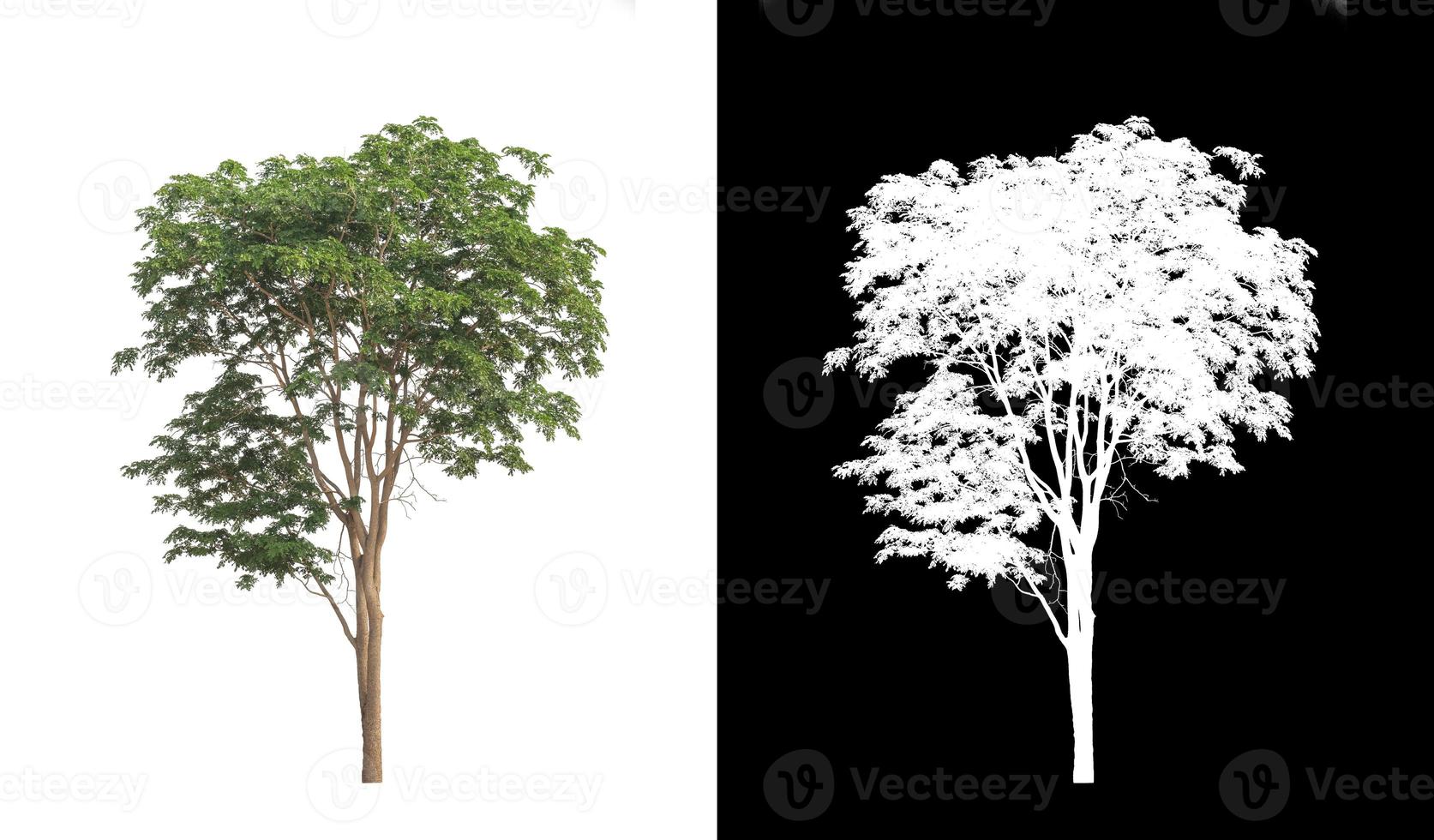 single tree with clipping path and alpha channel on black background photo