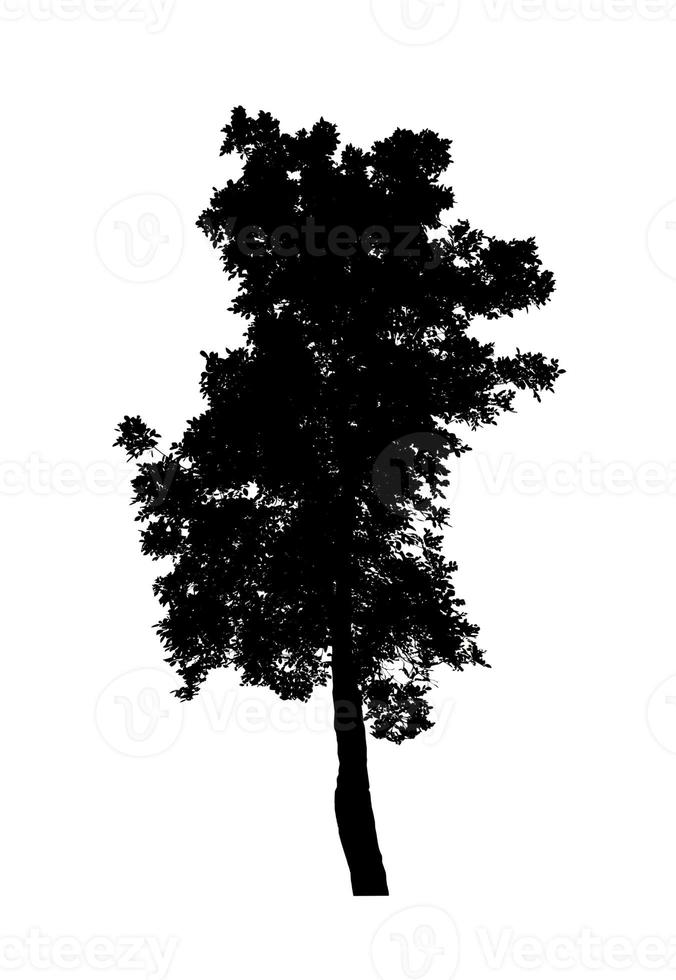 Tree silhouette for brush on white background photo