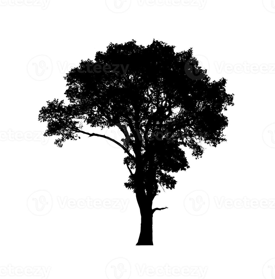 Tree silhouette for brush on white background photo