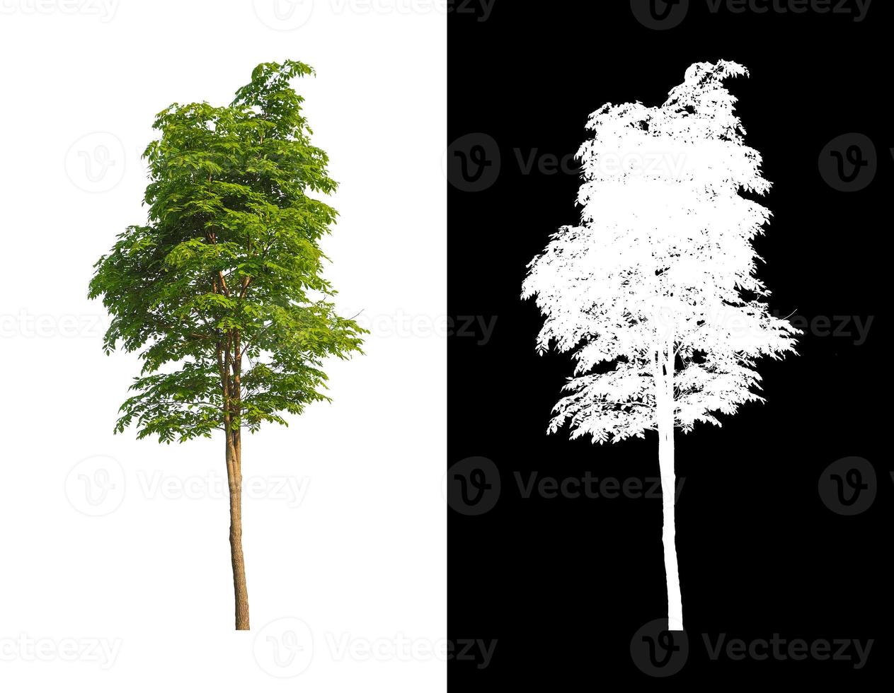 Tree isolated on a white background with clipping path and alpha channel photo