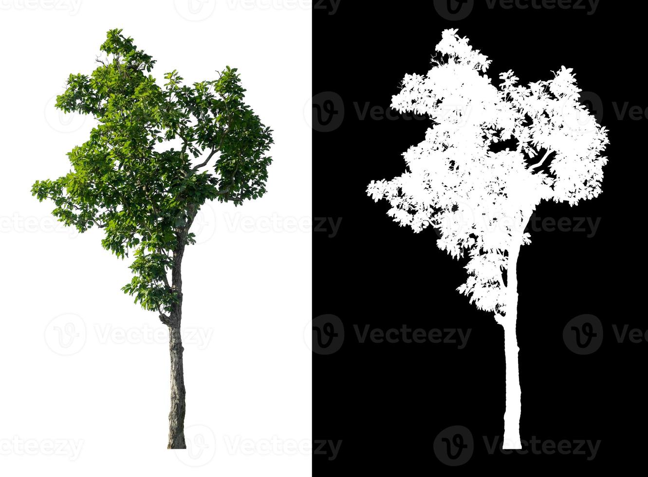 Tree isolated on a white background with clipping path and alpha channel photo