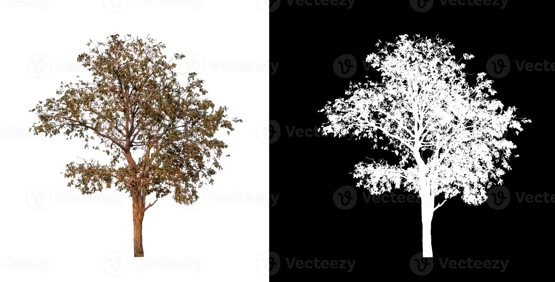 single tree with clipping path and alpha channel on black background photo