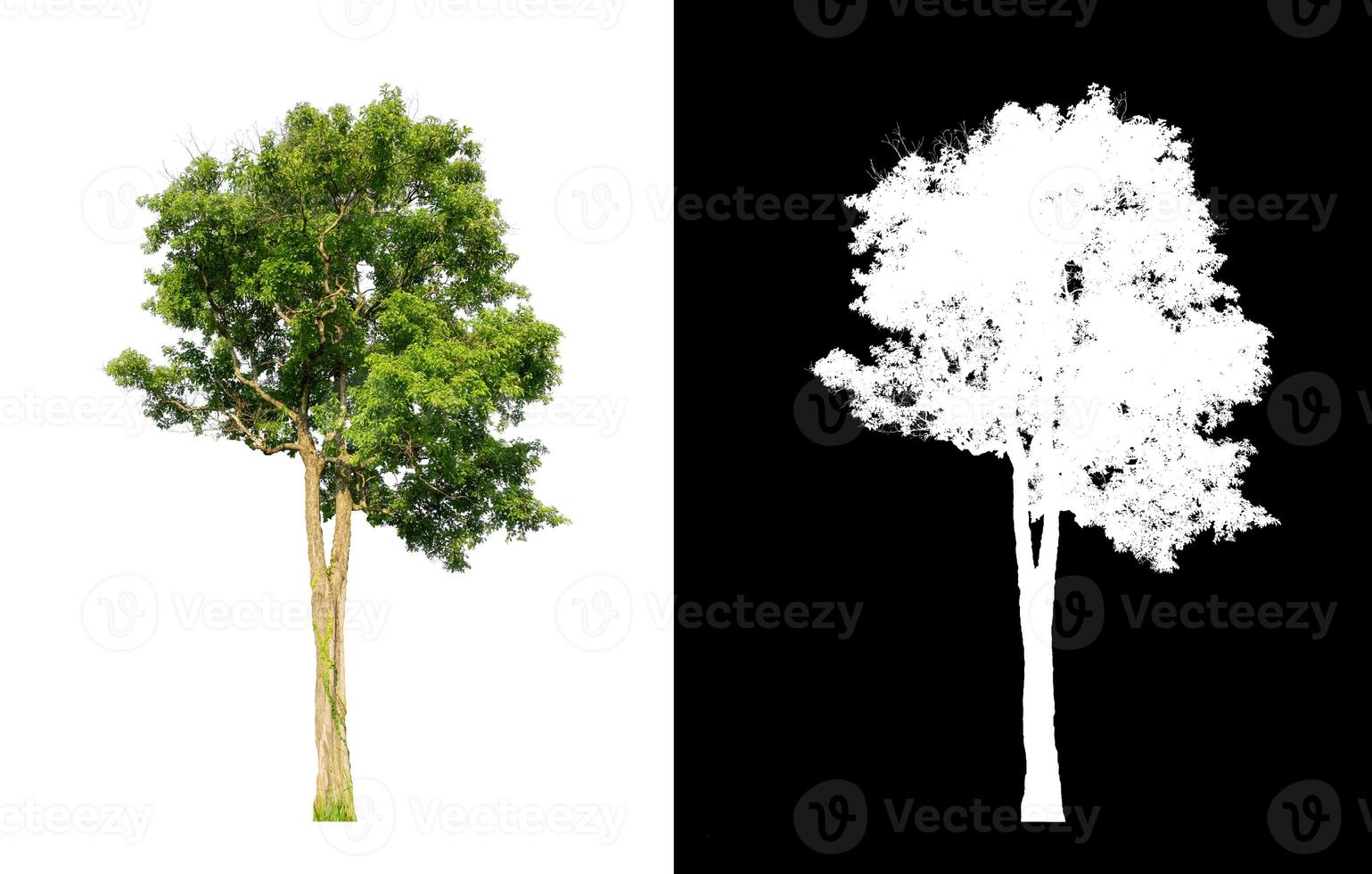 Tree isolated on a white background with clipping path and alpha channel photo