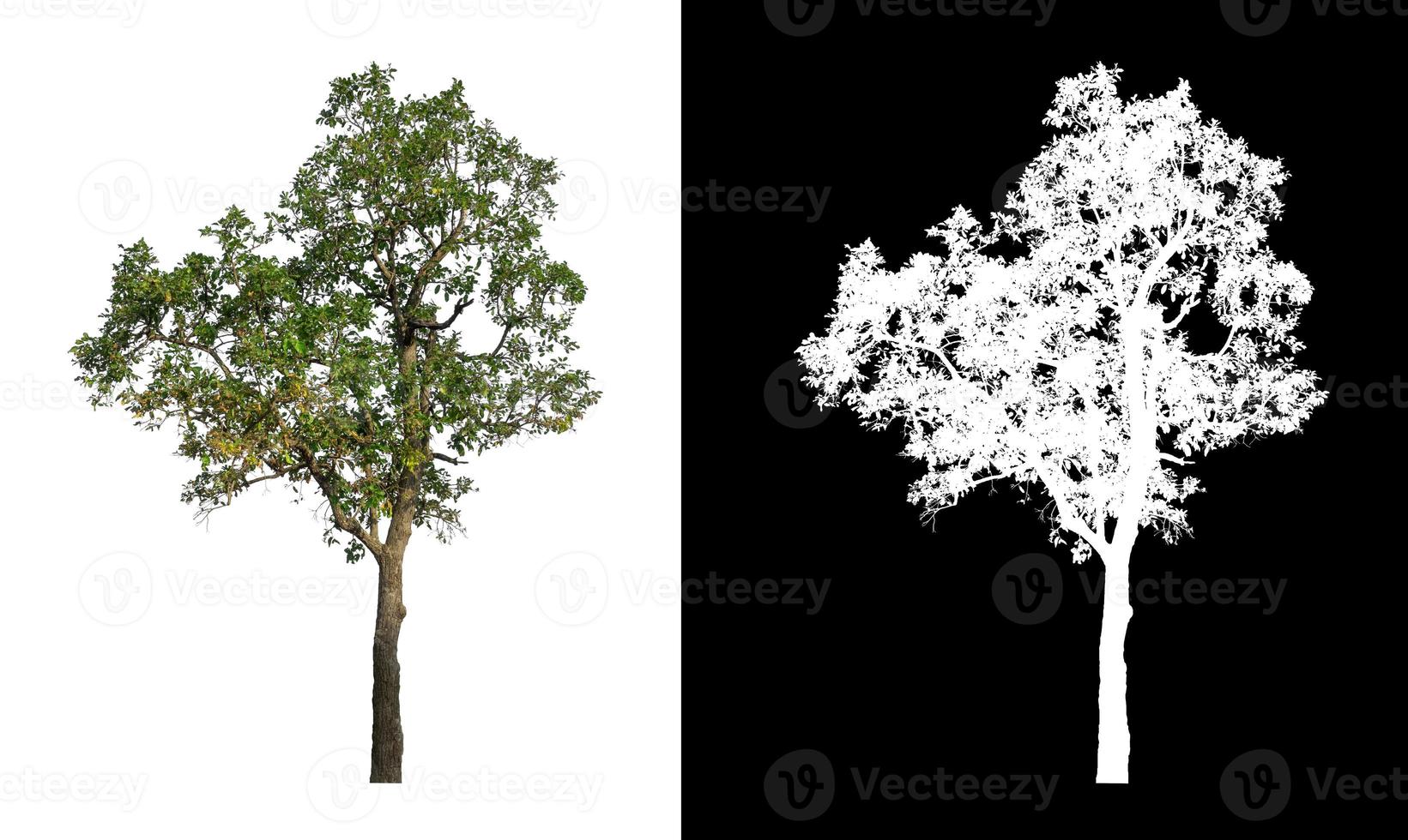 Tree isolated on a white background with clipping path and alpha channel photo