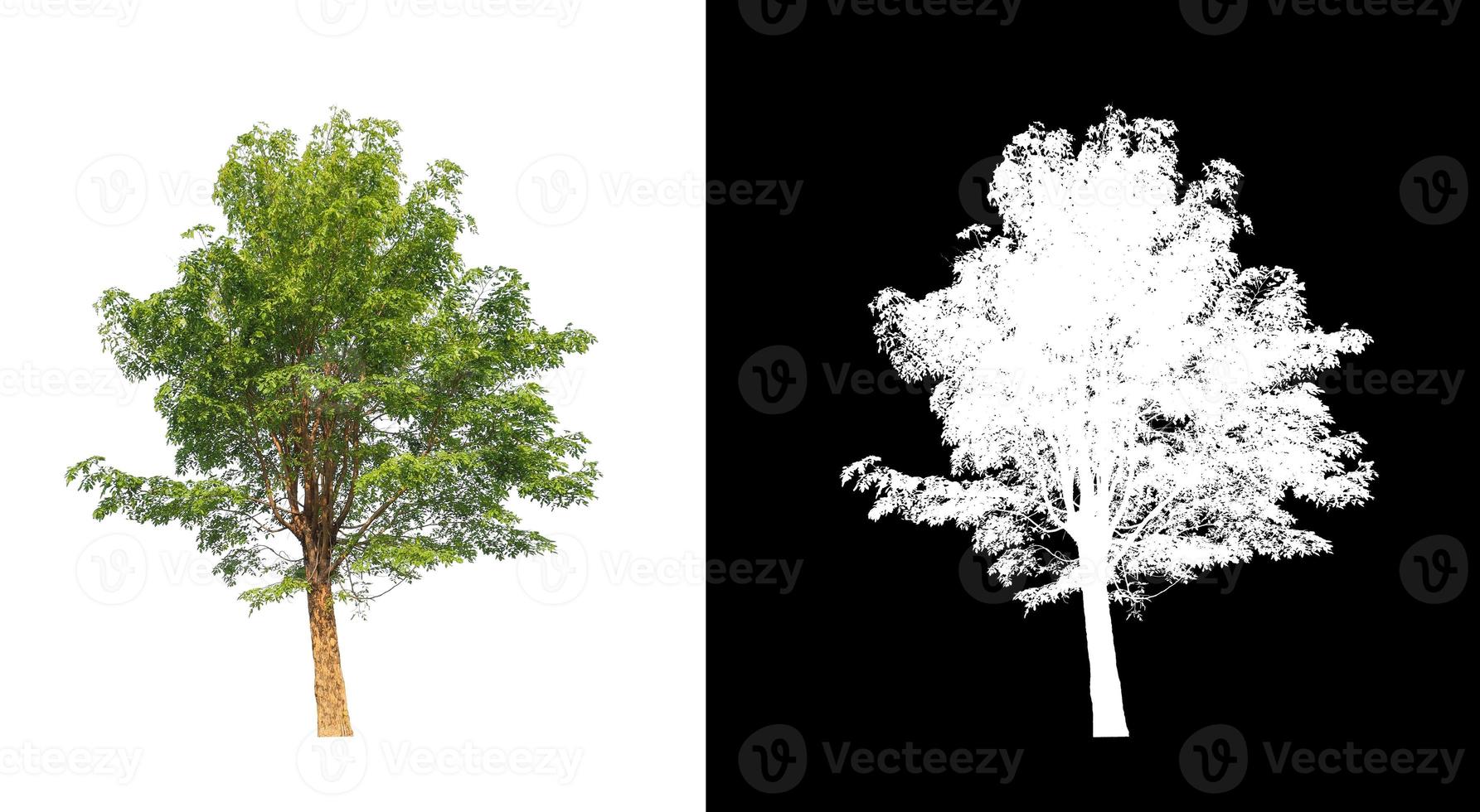 single tree with clipping path and alpha channel on black background photo