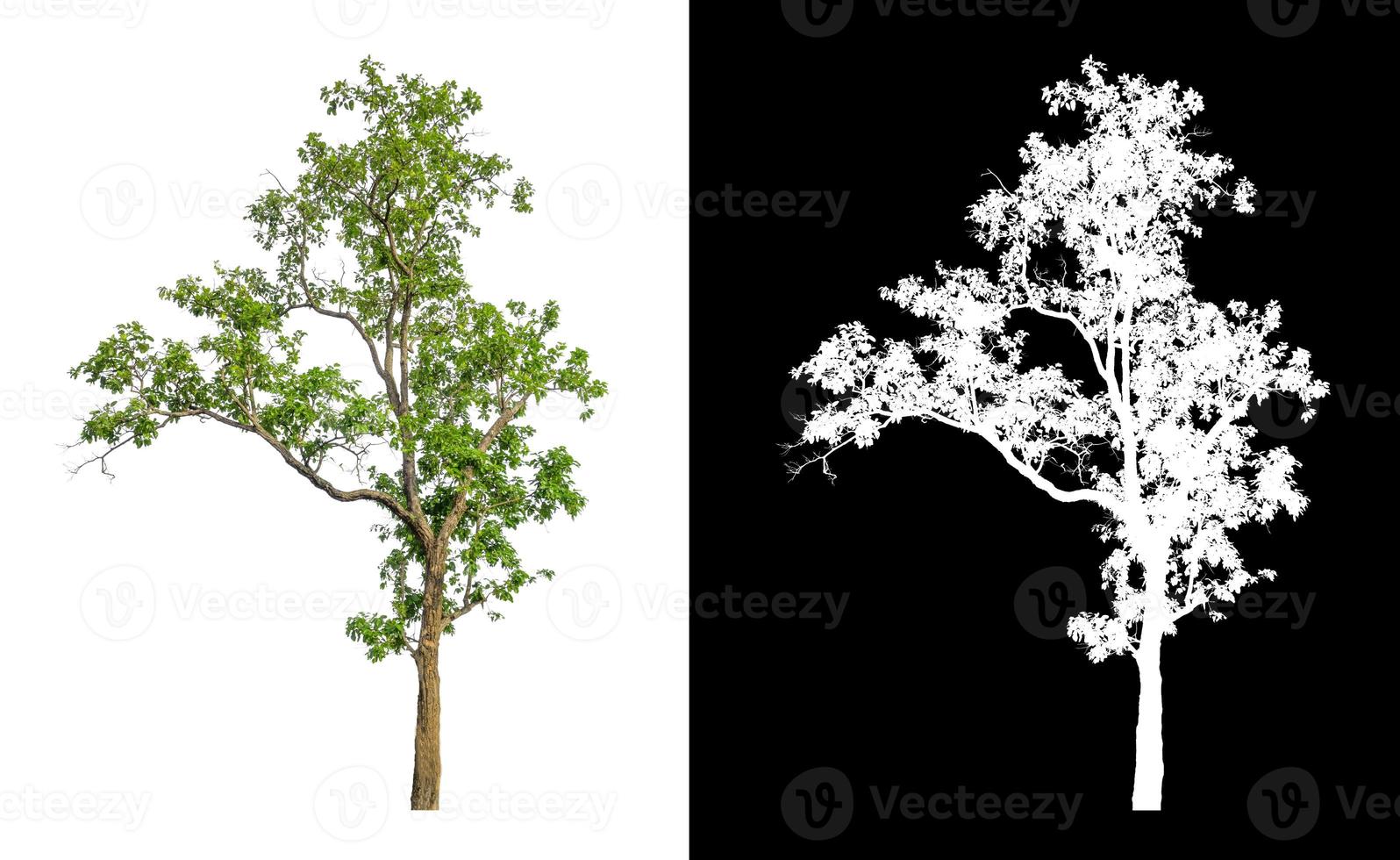 Tree isolated on a white background with clipping path and alpha channel photo