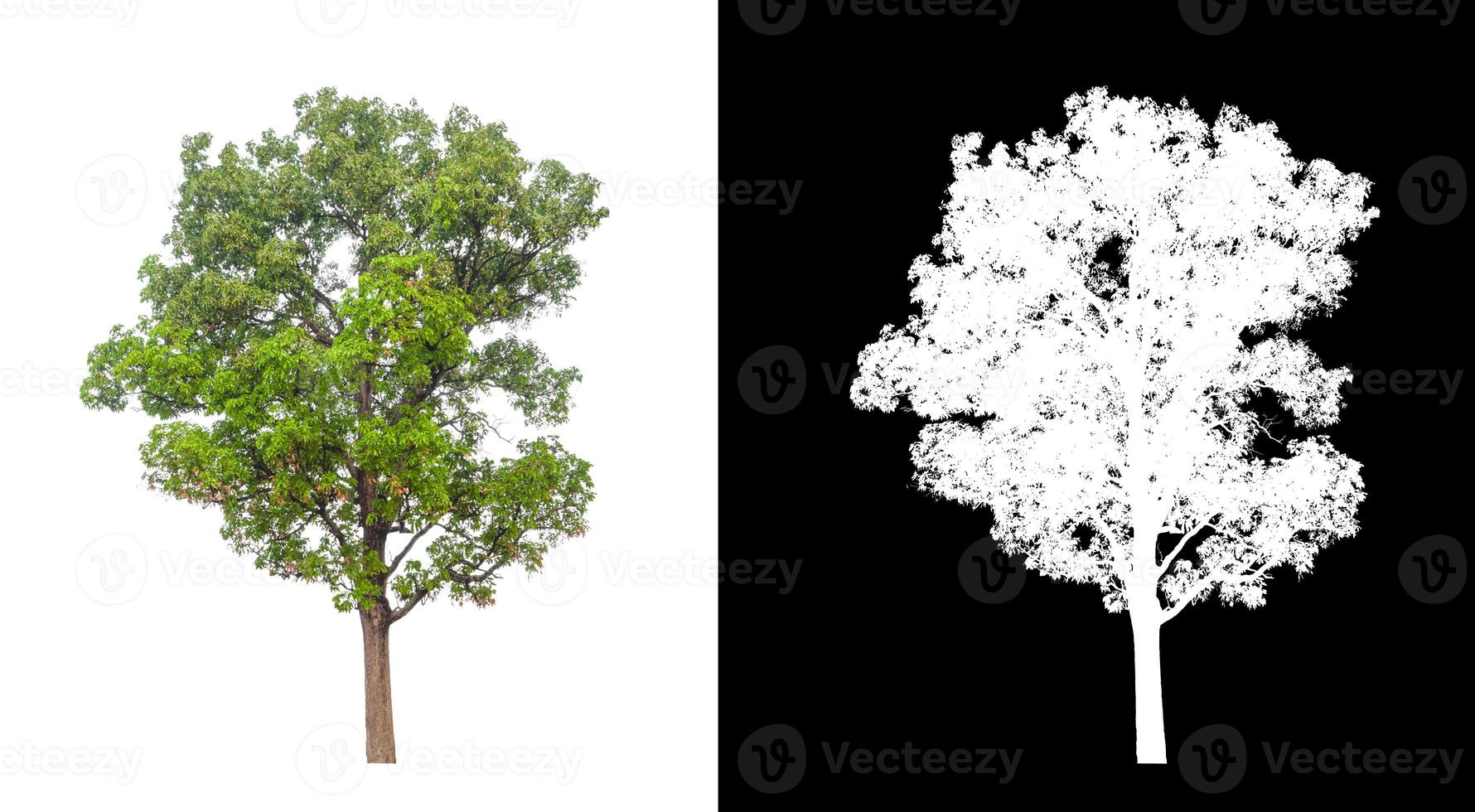 Tree isolated on a white background with clipping path and alpha channel photo