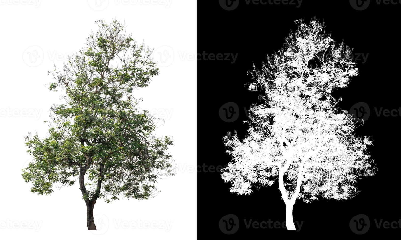 Tree isolated on a white background with clipping path and alpha channel photo