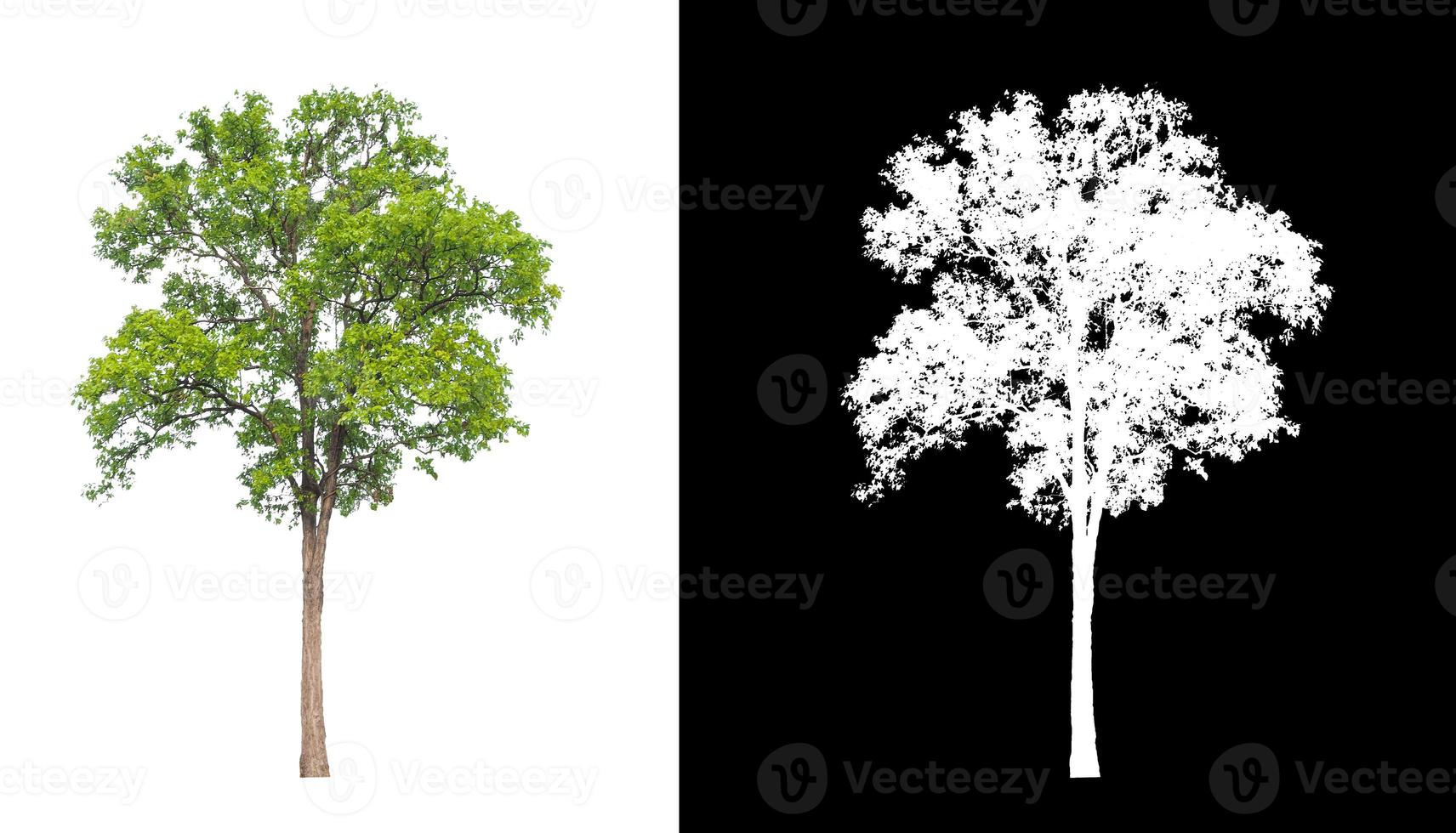 tree on a white background photo