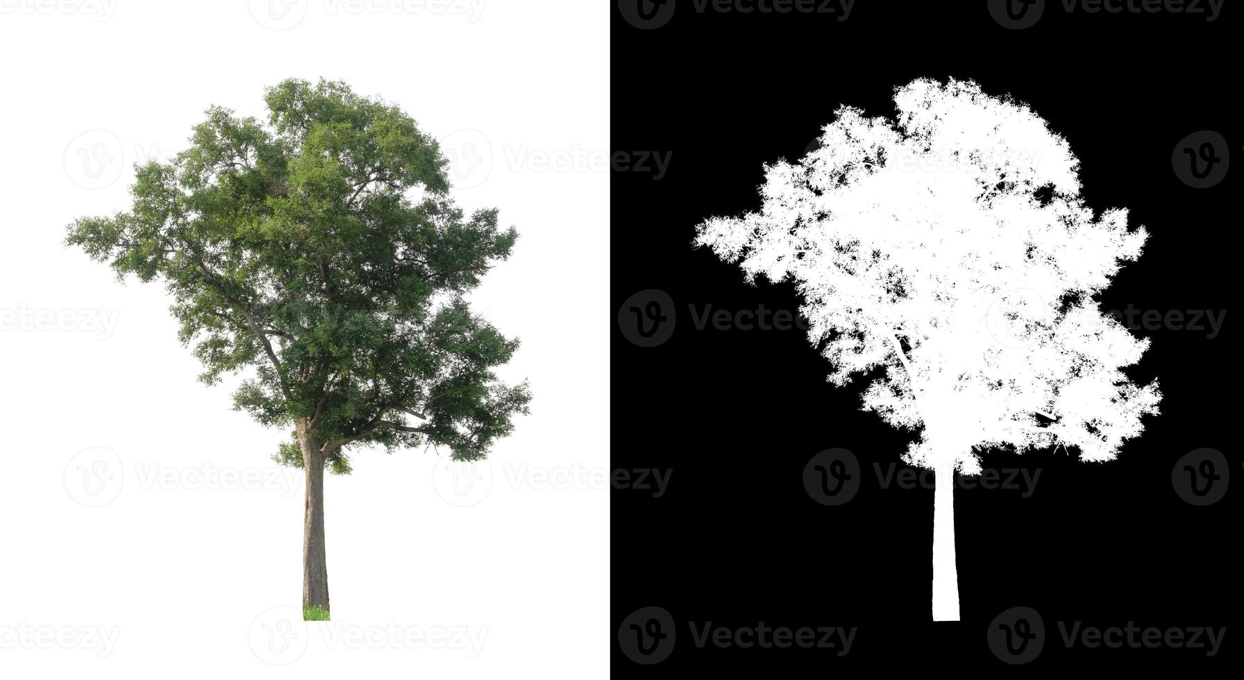 Tree isolated on white background with clipping path and alpha channel photo