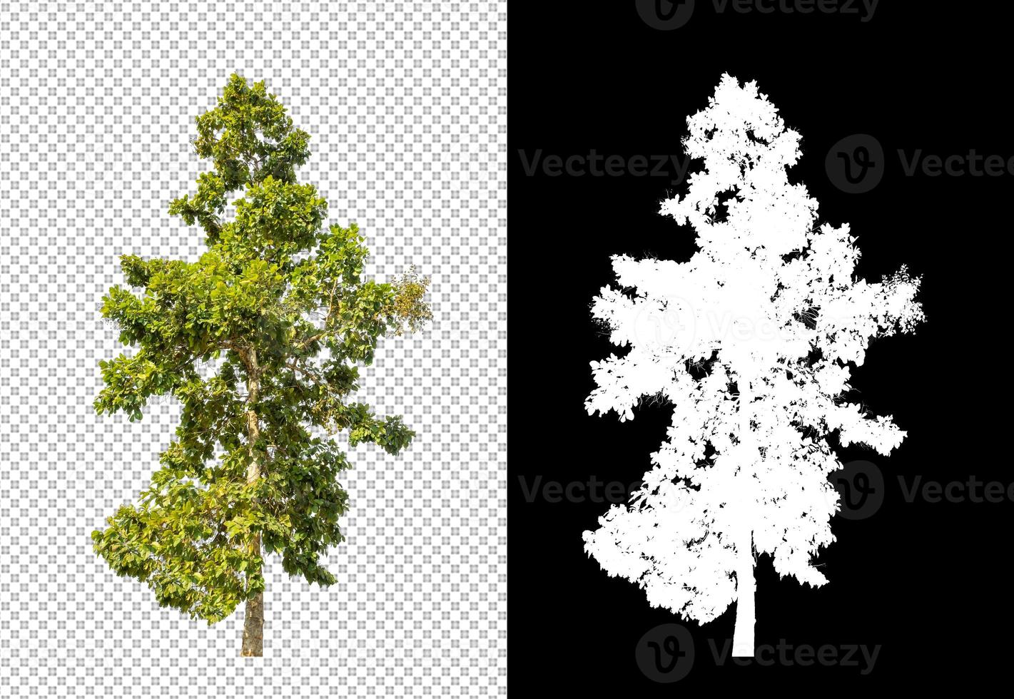 Isolated tree on transparent background with cut path and alpha channel. photo