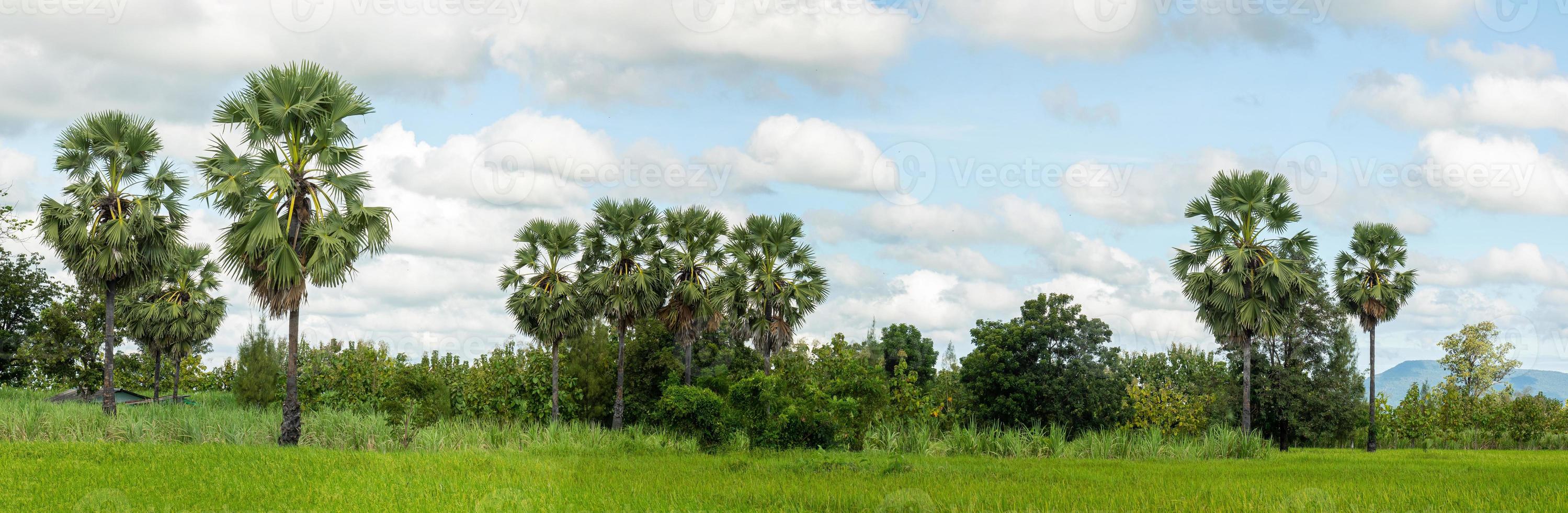 The sugar palm forest is in the rice fields and sugar cane fields. photo