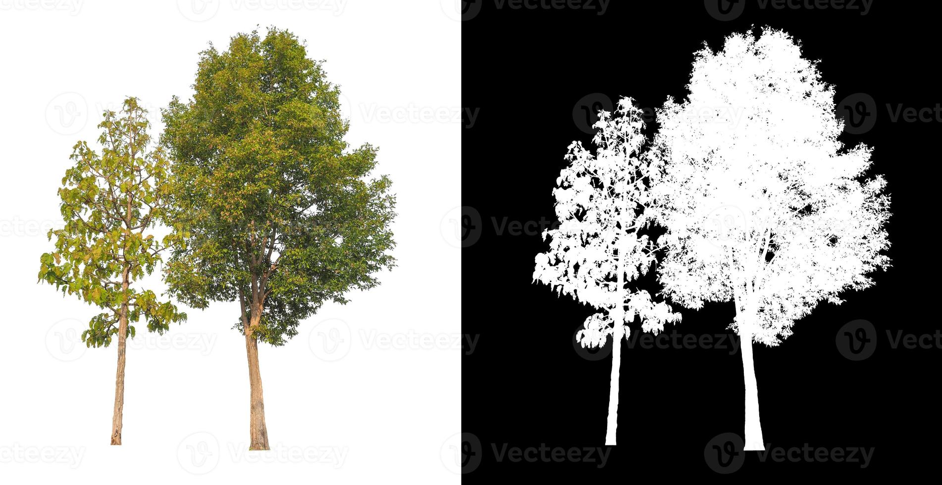 single tree with clipping path and alpha channel on black background photo