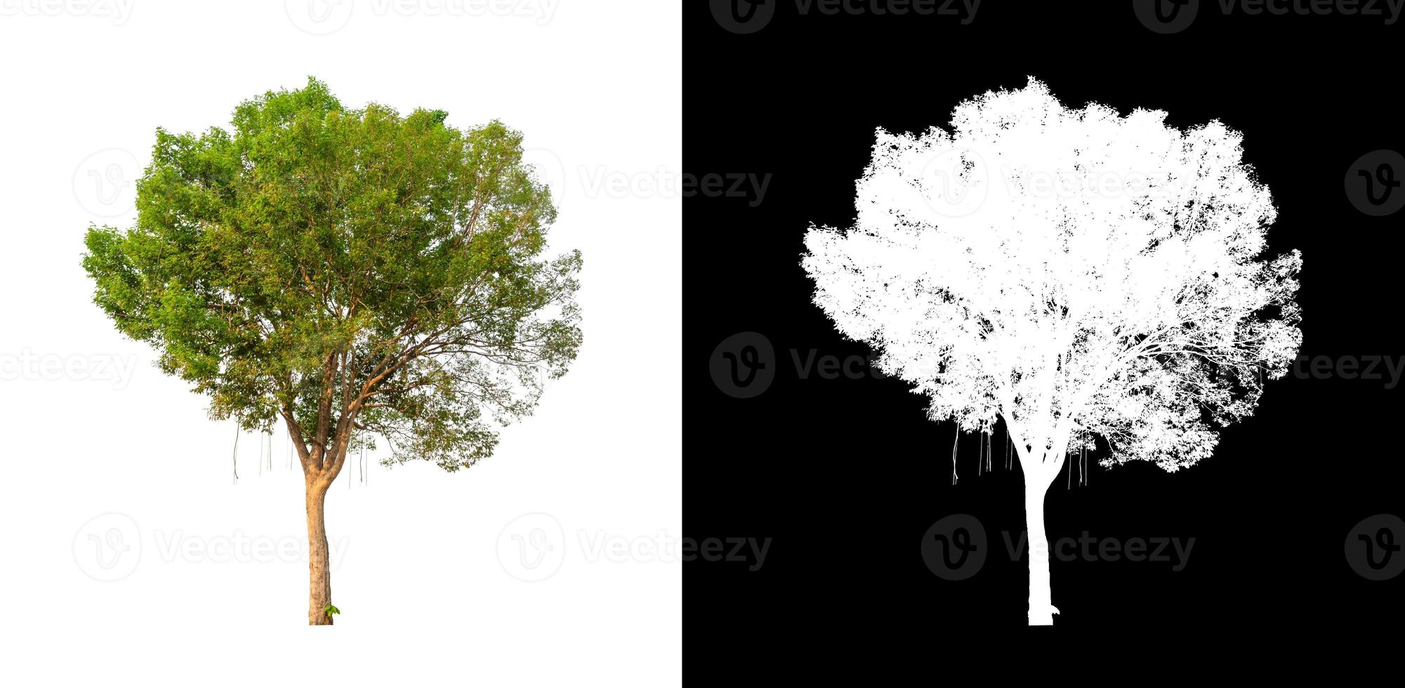 single tree with clipping path and alpha channel on black background photo