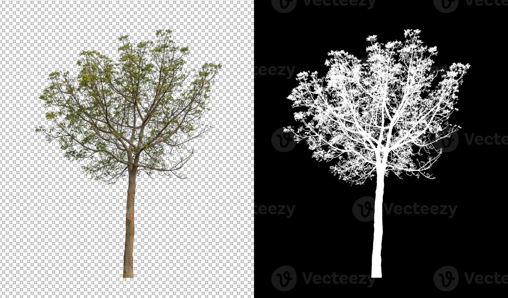 Tree isolated on transparent background with clipping path and alpha channel photo