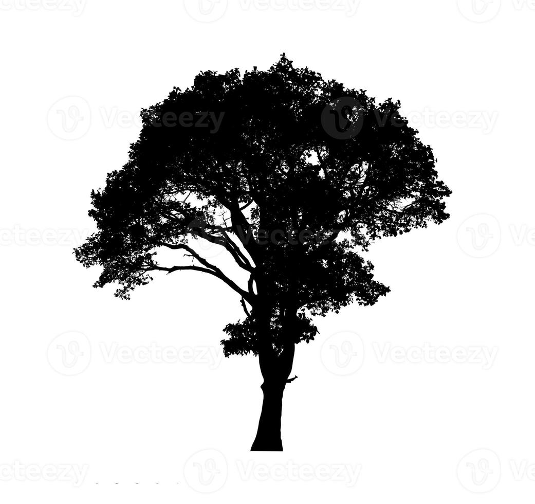 Tree silhouette for brush on white background photo