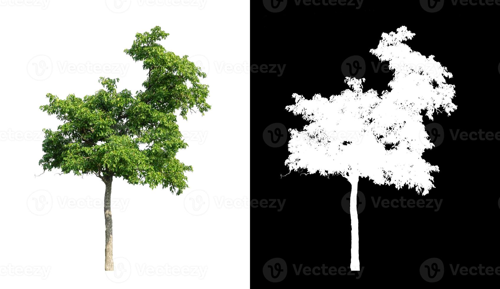 Tree isolated on a white background with clipping path and alpha channel photo