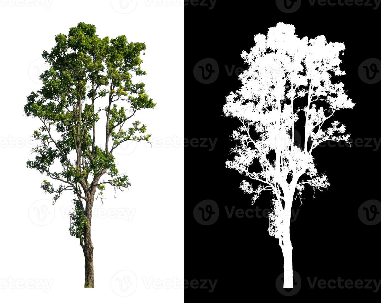 single tree with clipping path and alpha channel on black background photo