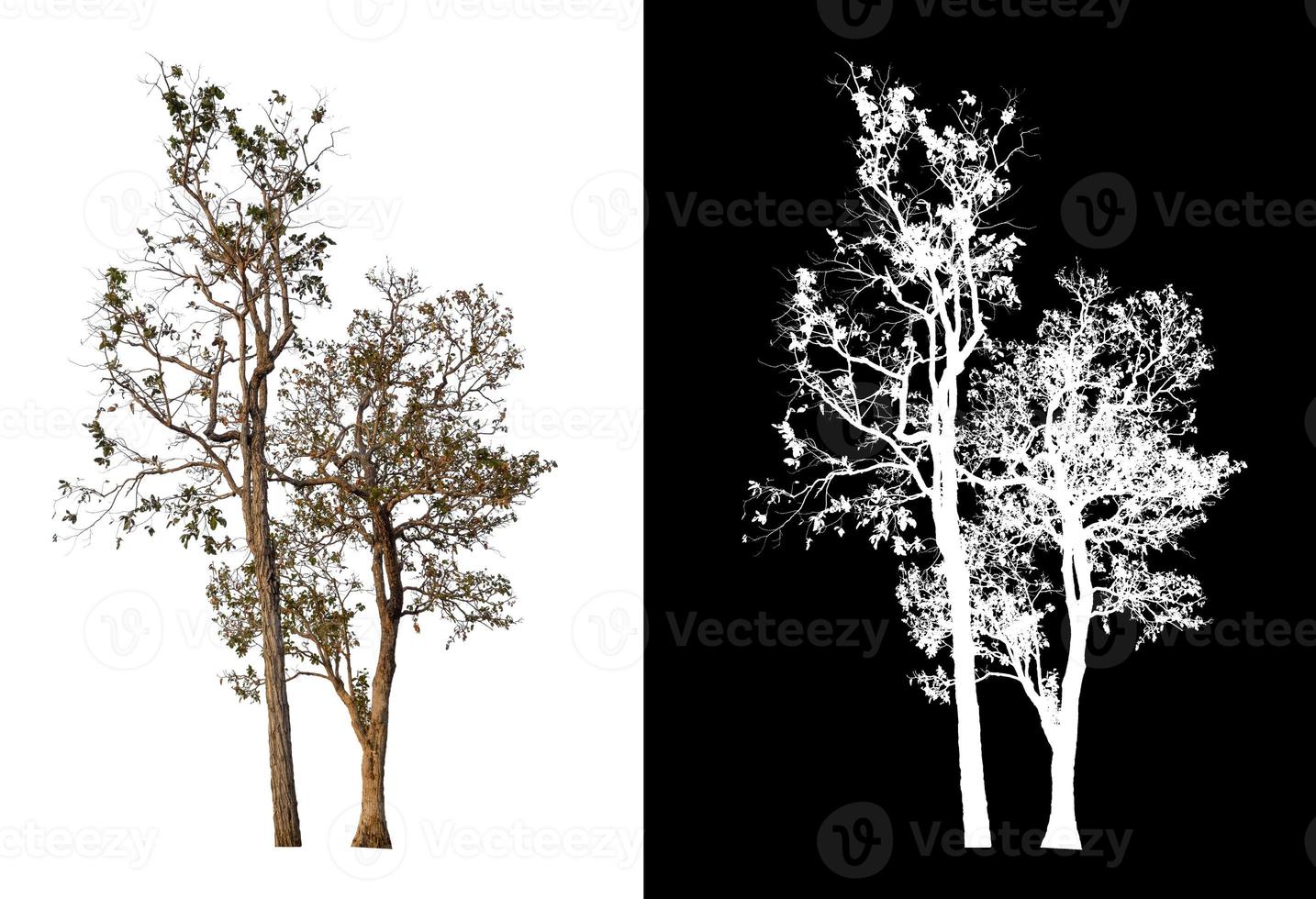 single tree with clipping path and alpha channel on black background photo
