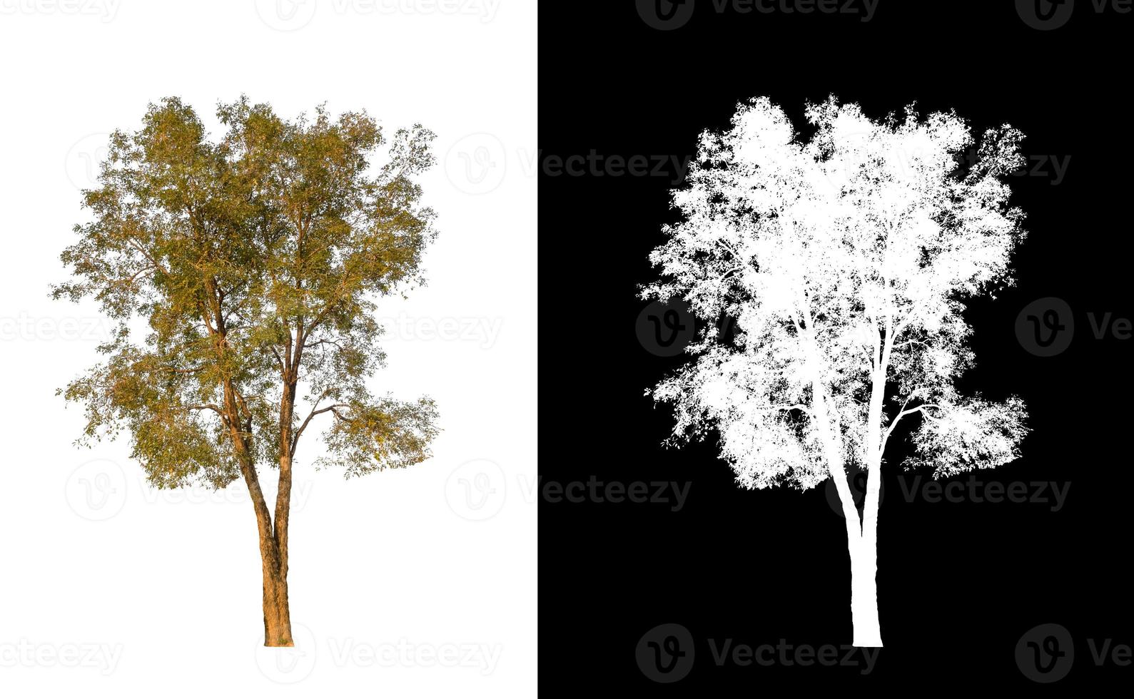 single tree with clipping path and alpha channel on black background photo