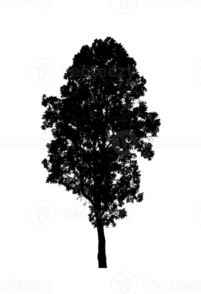 Tree silhouette for brush on white background photo