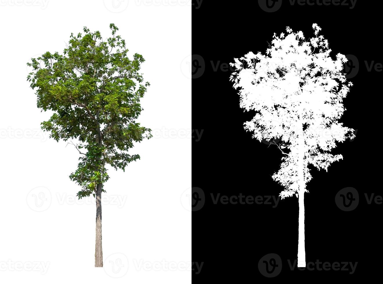 Tree isolated on white background with clipping path and alpha channel photo