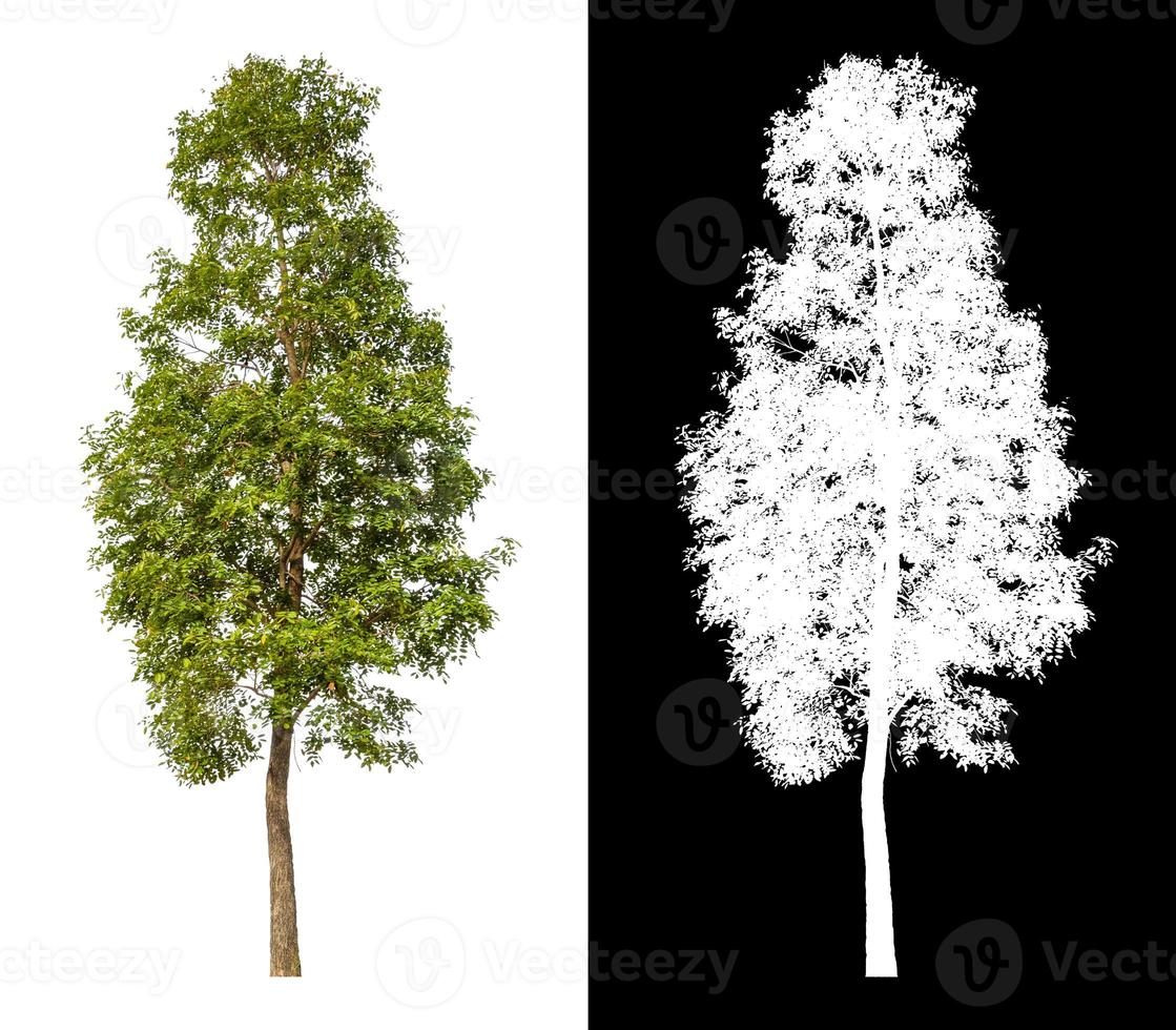 Tree isolated on white background with clipping path and alpha channel photo