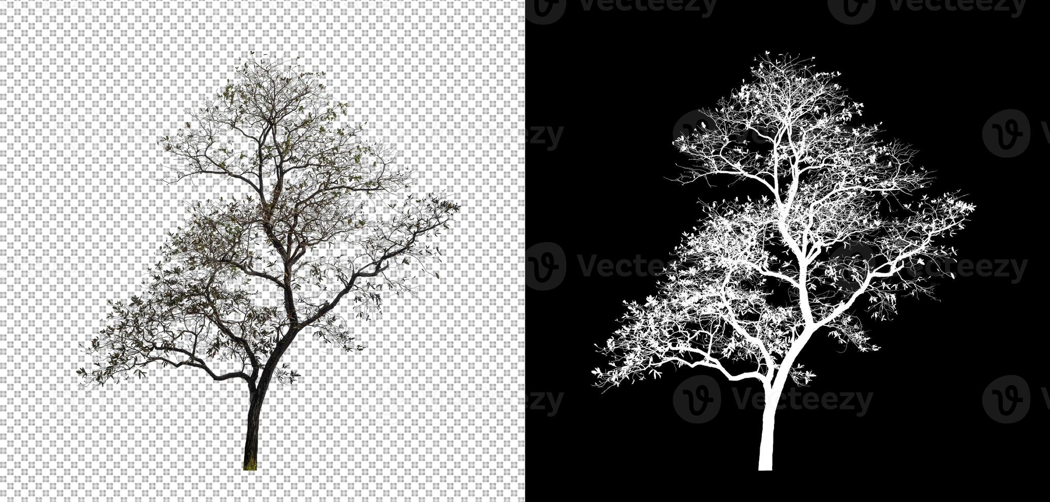 árbol aislado sobre fondo transparente con ruta de corte y canal alfa. foto