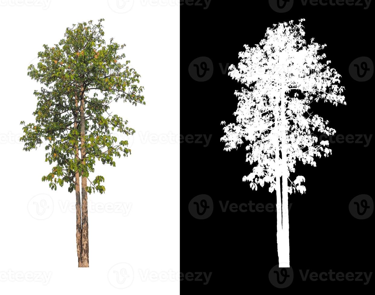 single tree with clipping path and alpha channel on black background photo