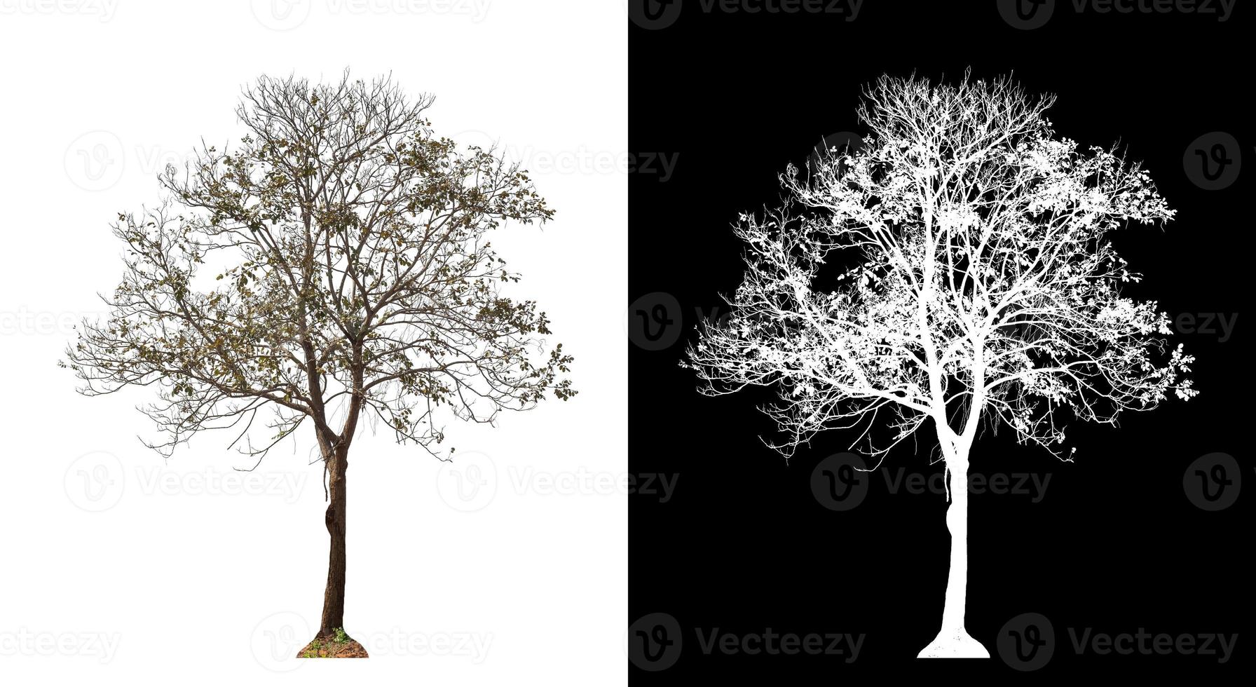 single tree with clipping path and alpha channel on black background photo