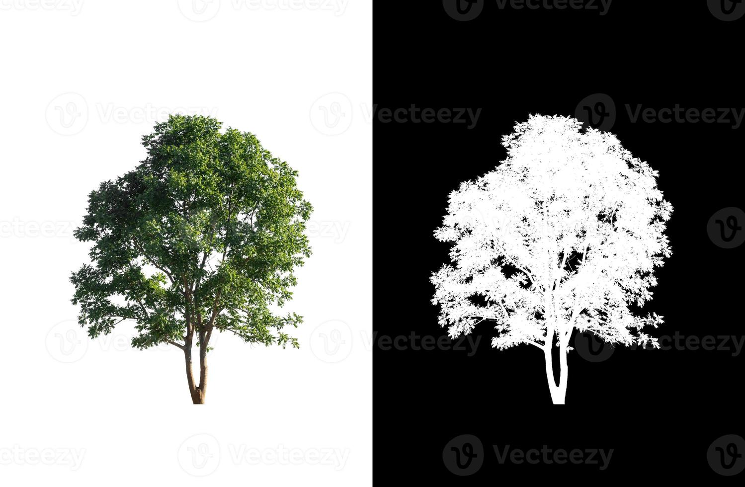 single tree with clipping path and alpha channel on black background photo