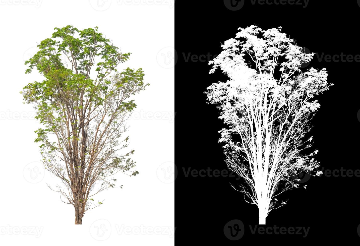 single tree with clipping path and alpha channel on black background photo