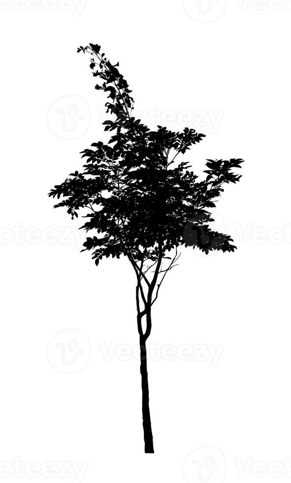 Tree silhouette for brush on white background photo