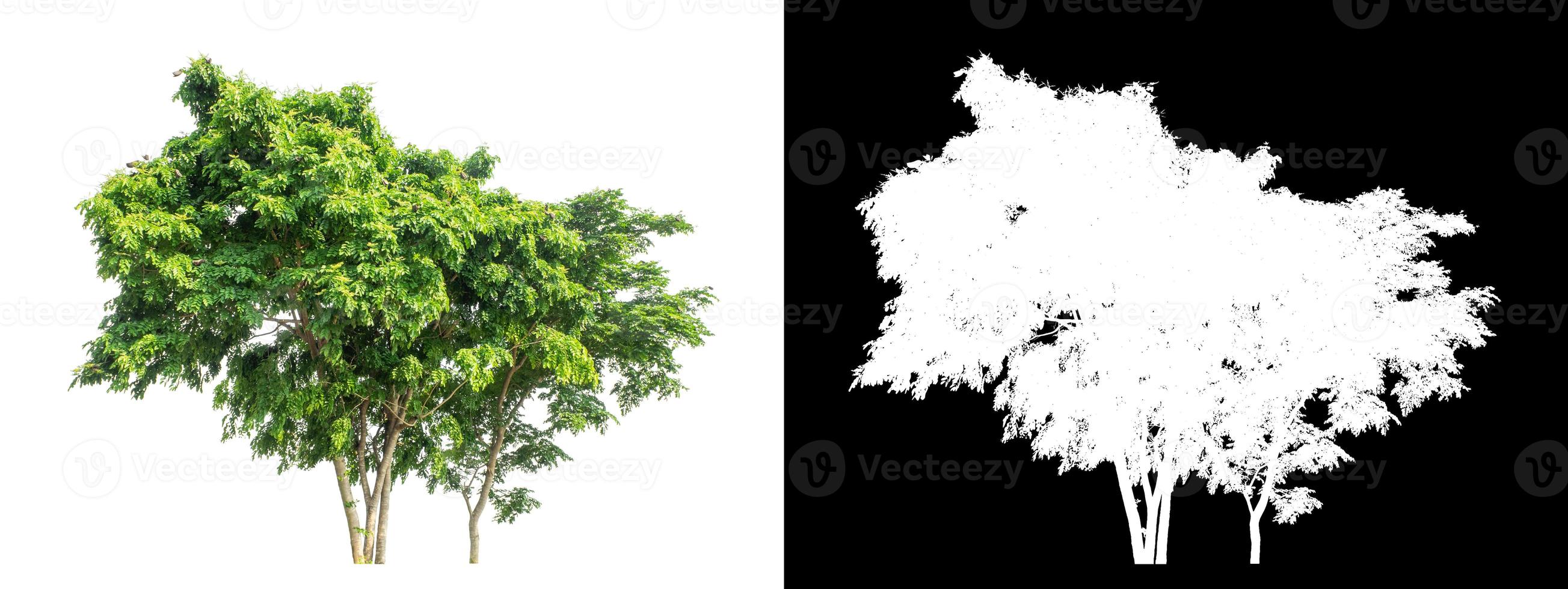 Tree isolated on a white background with clipping path and alpha channel photo