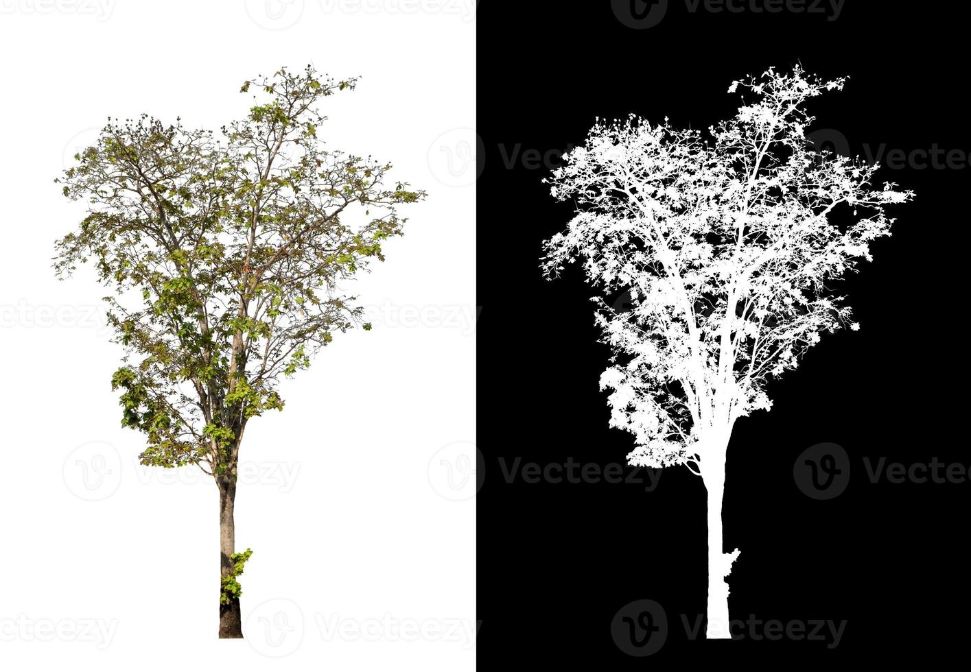 Tree isolated on a white background with clipping path and alpha channel photo