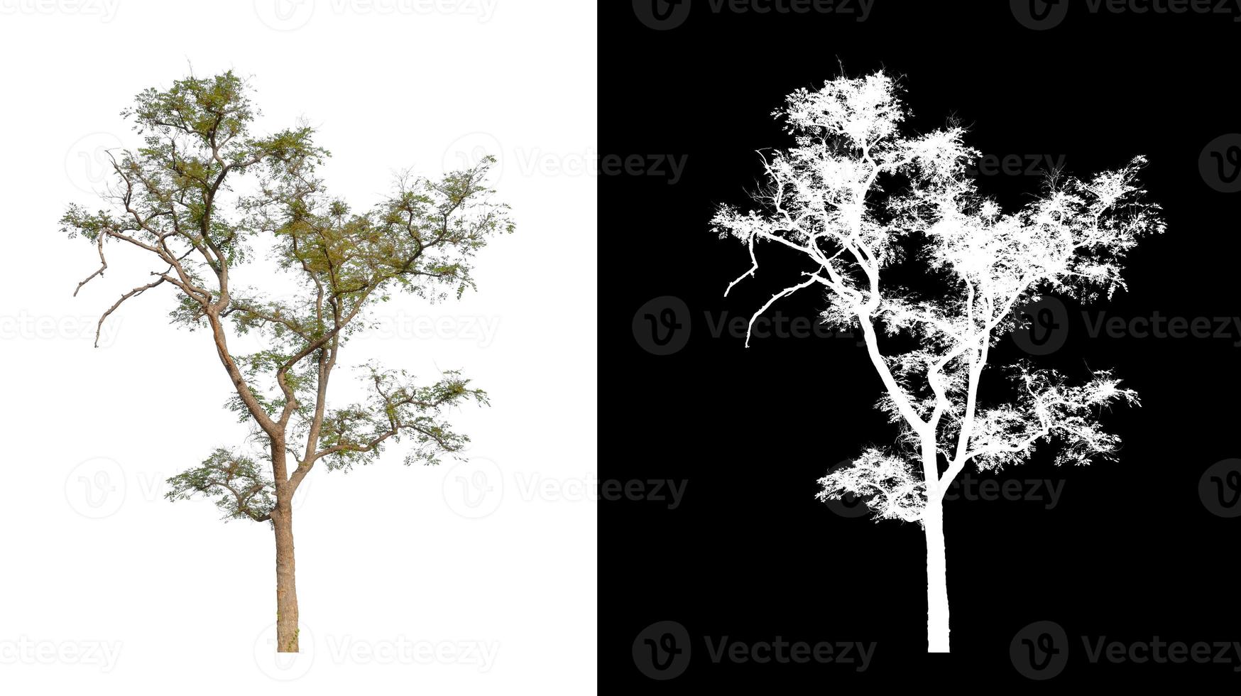 Tree isolated on a white background with clipping path and alpha channel photo